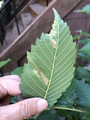Agromyza aristata