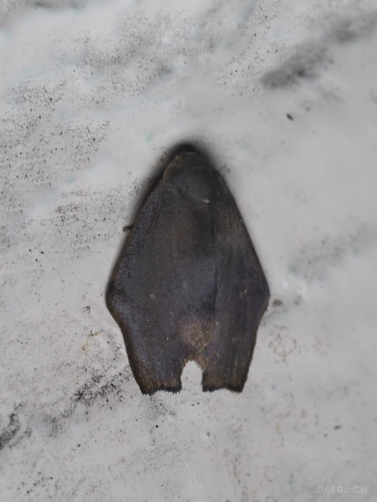 Macaduma malayana