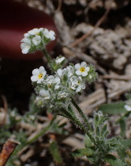 Plagiobothrys parishii