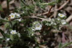 Plagiobothrys parishii