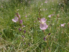 Sidalcea covillei