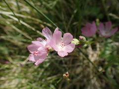 Sidalcea covillei