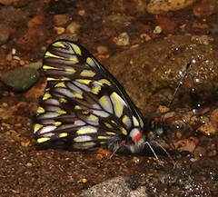 Catasticta seitzi seitzi