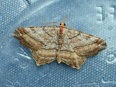 Macaria multilineata