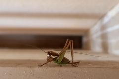 Eupholidoptera smyrnensis