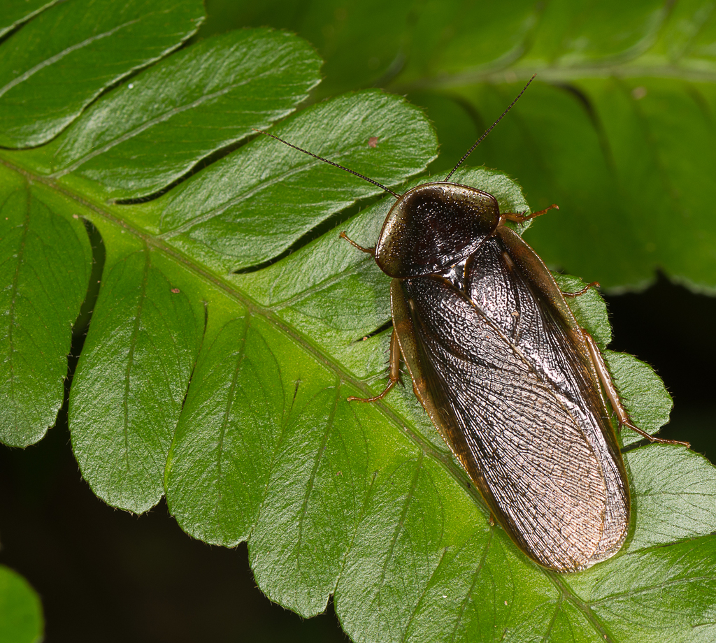 Hyporhicnoda