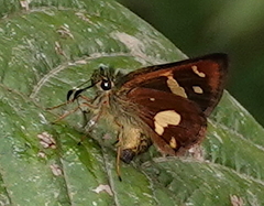 Dalla mesoxantha