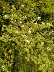 Lonicera micrantha