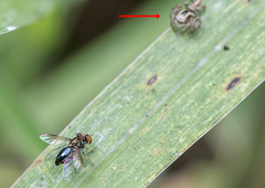 Aphirape misionensis