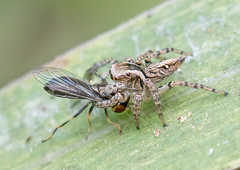 Aphirape misionensis