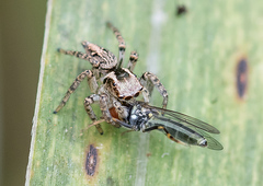 Aphirape misionensis