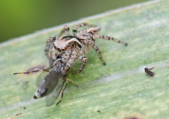 Aphirape misionensis