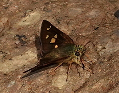 Dalla mesoxantha