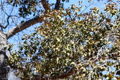 Cadellia pentastylis