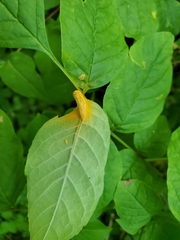 Puccinia sparganioidis