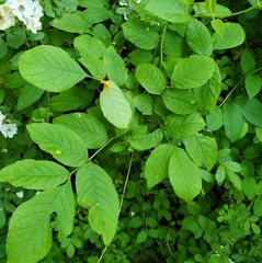 Puccinia sparganioidis