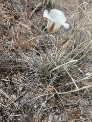 Calochortus nuttallii