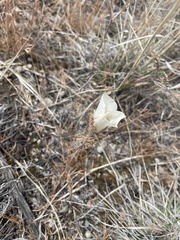 Calochortus nuttallii