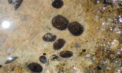 Siphonaria alternata image