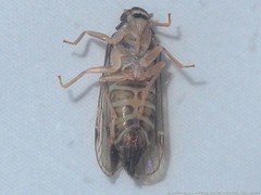 Haplaxius radicis