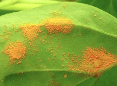 Puccinia sorghi
