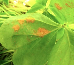 Puccinia sorghi