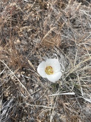 Calochortus nuttallii
