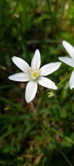 Ornithogalum umbellatum