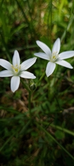 Ornithogalum umbellatum