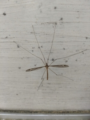 Tipula caloptera