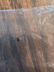 Amblyomma americanum