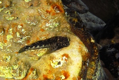 Lepidoblennius marmoratus