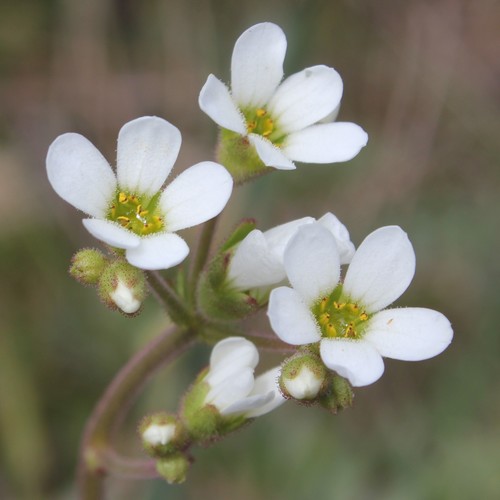 Saxifraga carpetana
