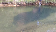 Aldrichetta forsteri