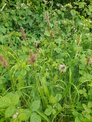 Plantago lanceolata
