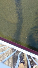 Aldrichetta forsteri