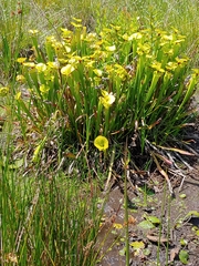 Sarraceniaceae