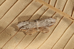 Schidax squamaria