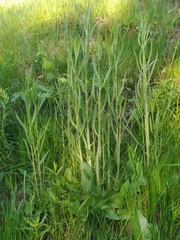 Chondrilla latifolia