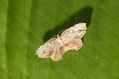 Schidax squamaria