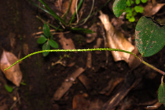 Peperomia increscens