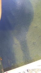 Aldrichetta forsteri