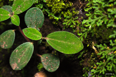 Peperomia increscens