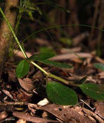 Peperomia increscens