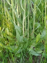 Chondrilla latifolia