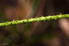Peperomia increscens