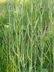 Chondrilla latifolia