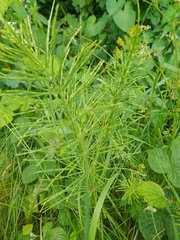 Equisetum arvense