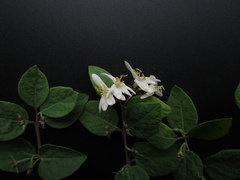 Lonicera micrantha