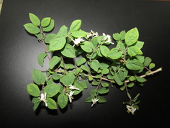 Lonicera micrantha